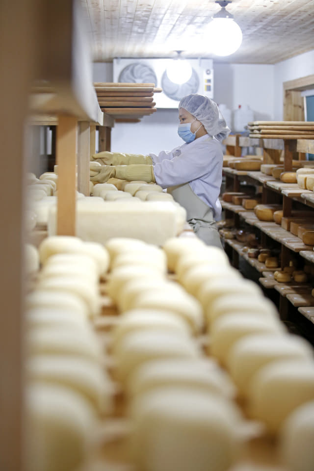 임실지역의 한 치즈생산 업체에서 직원이 치즈를 만들고 있다. 임실군 제공