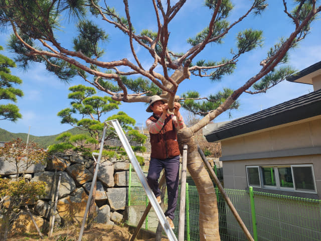 72세 산림자원학 박사 김정수 씨가 나무를 손질하고 있다.