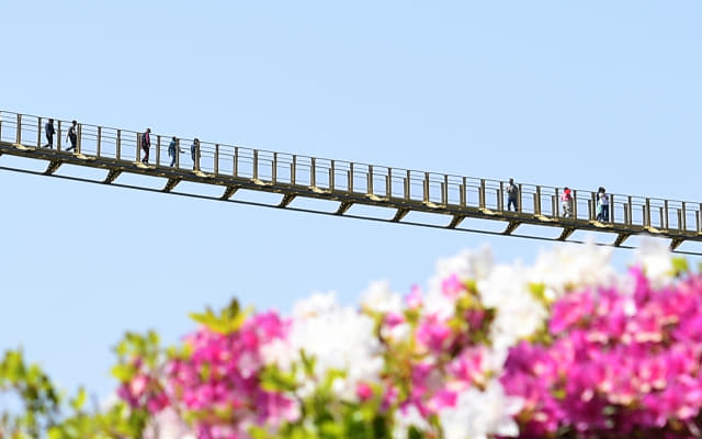 1일 거창군 위천면 수승대 출렁다리 주위에 봄꽃들이 만발한 가운데 관광객들이 출렁다리를 건너고 있다./거창군/