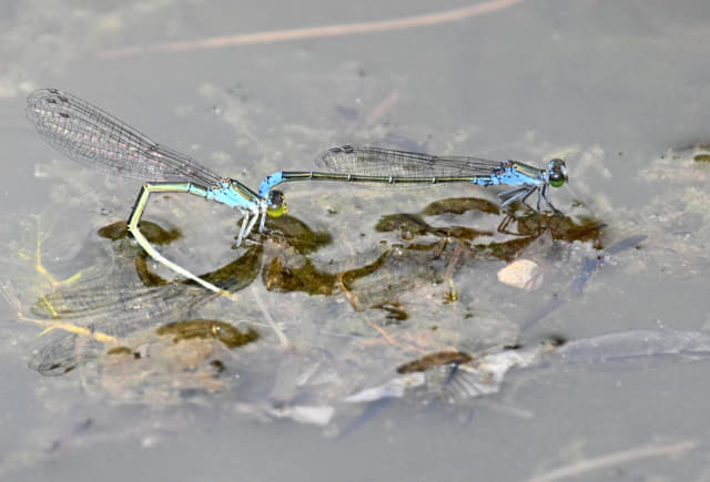 13일 오후 창원시 성산구 람사르 생태공원에서 실잠자리 한 쌍이 짝짓기하고 있다./성승건 기자/