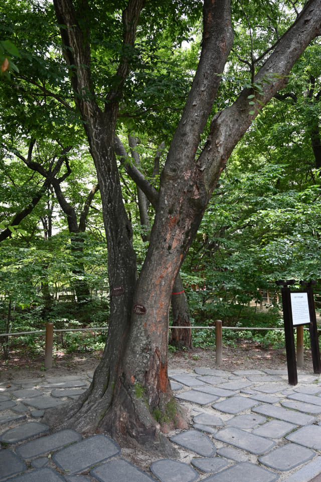 느티나무와 개어서나무 몸통이 결합된 연리목.