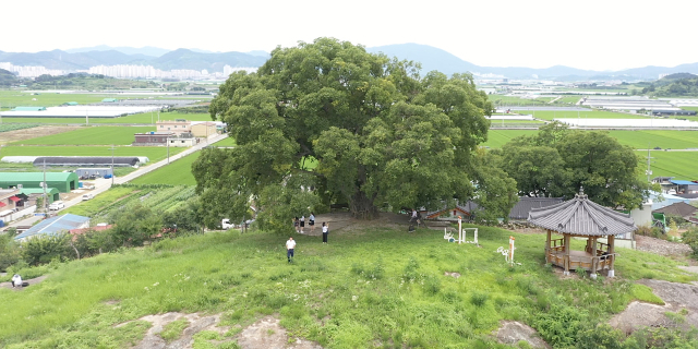 지난해 7월 22일 촬영한 ‘북부리 팽나무’(왼쪽) 모습과 지난달 24일 촬영한 모습. 계절이 바뀐 뒤 푸른 잔디가 어우러진 들판이 사라지고 마른 흙이