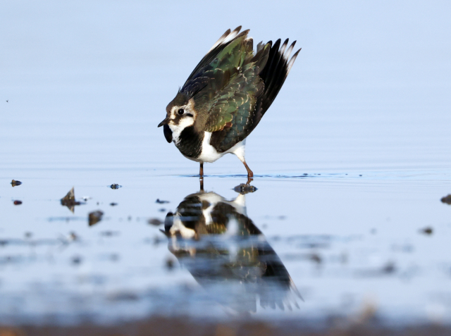 겨울철새인 댕기물떼새가 주남저수지와 습지 등 수심이 얕은 곳을 돌아다니며 먹이를 찾고 있다.