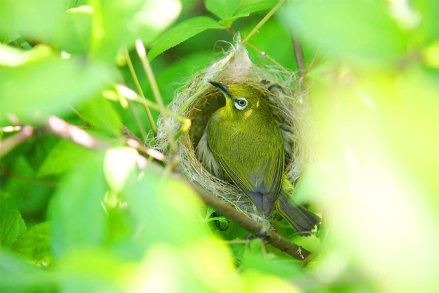 동박새가 억새, 나일론 끈 등을 작은 나무의 가지 사이에 엮어 만든 둥지 안에서 휴식을 취하고 있다.