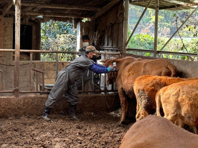 지난해 11월 수의사가 도내 한 축산농가에서 럼피스킨병 백신을 접종하고 있다./경남도/